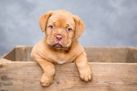 /album/ukazka-zdarma-wallpapers/dogue-de-bordeaux-1047521-jpg/